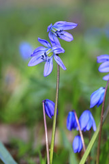 first spring flowers