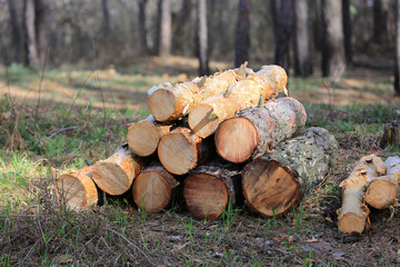 logs in forest