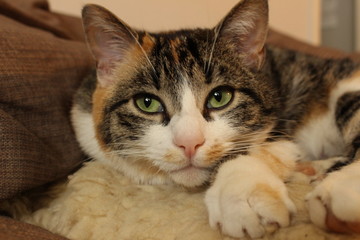 Liegende Katze mit vorgestreckter Pfote