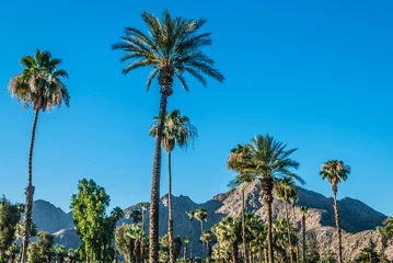 Cercles muraux Amérique centrale Palm Trees of Palm Springs