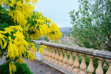 Fototapeta premium Arbre de mimosa en fleurs. Bormes-les-Mimosas.