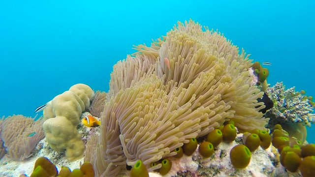 Ocean scenery on shallow coral reef. Underwater video of the ocean. Small fish swim erratically and hidden by algae. Colored corals and fish in the Maldives.