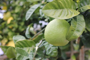 Pomelo fruit growing in a tree
