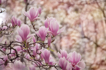Beautiful magnolia in the spring garden
