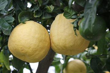 Pomelo fruit growing in a tree