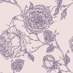 Fototapeta premium Peony or rose flower in victorian etching style.