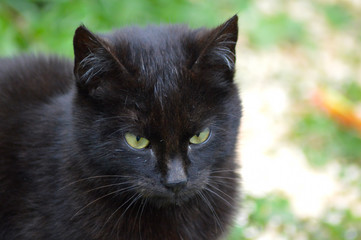 Black cat eye macro photography