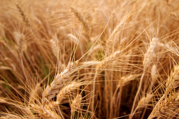     Golden Wheat Ears Before The Harvest 