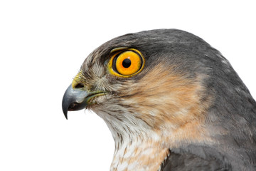 Birds of Europe - Sparrow-hawk