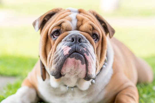 Cute English bulldog portrait
