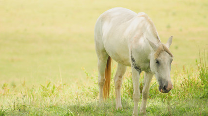 Naklejka na ściany i meble White horse on pasture in the state of Minas Gerais, Brazil
