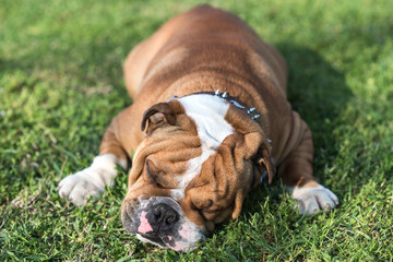 English bulldog sleeping