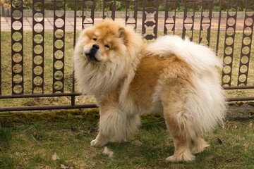 Chow Chow dog in the garden. Slovakia