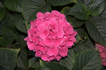 Hortensie, Hortensienblüte, Blüte einer Hortensie