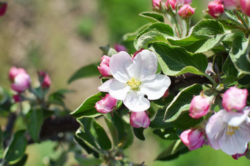 Fototapeta na wymiar fruit tree brunch with flowers