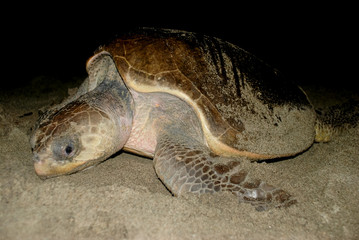 Turtle in Oaxaca