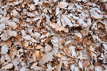 Fallen leaves covered in hoarfrost