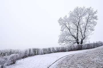 Single tree covered in rime and empty pale winter sky