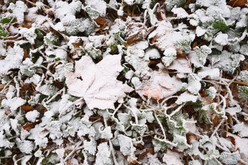 Ivy and a maple leaf covered in chilling rime