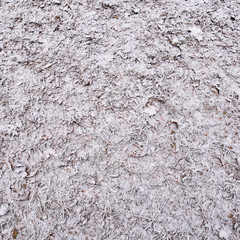 Forest ground covered in frost