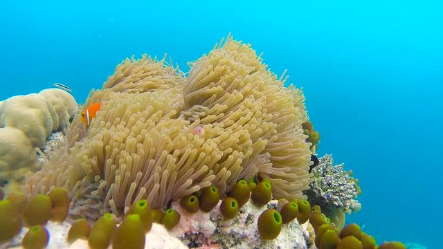 Ocean scenery on shallow coral reef. Underwater video of the ocean. Small fish swim erratically and hidden by algae. Colored corals and fish in the Maldives.