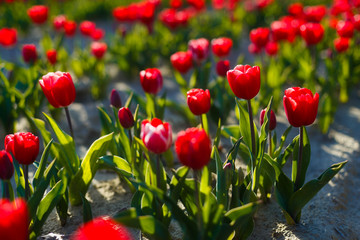 Fototapeta premium Tulipes Rouges dans le champ