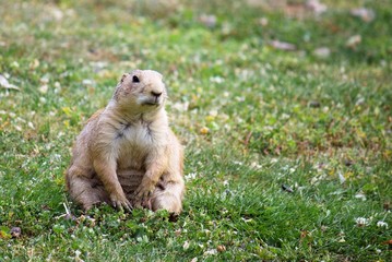 Prairie dog in the grass