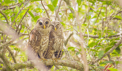 Couple of Barred Owls sleeping