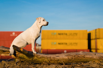 weißer stolzer labrador retreiver hund auf einem baumstamm vor blauem himmel 