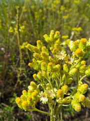 Yellow flowers of helichrysum arenarium plant