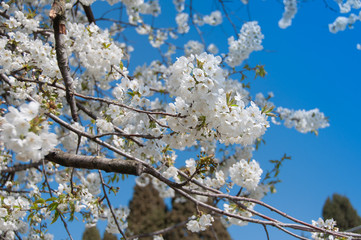 Branchs of cherry tree with flowers