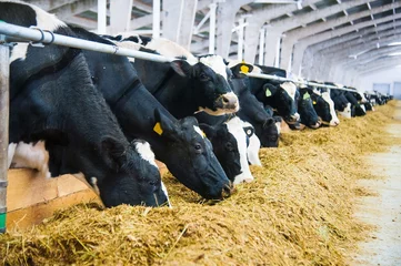 Deurstickers Koeien in een boerderij. Melkkoeien © SGr