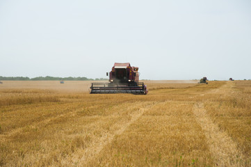 Combine harvesters in a field of wheat