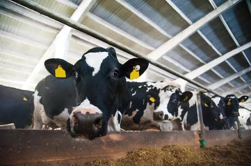 Poster Im Rahmen Kühe auf einem Bauernhof. Milchkühe © SGr