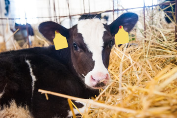 Calf in the cowshed © SGr