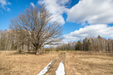 Autumn forest. Forest with country road at sunset.