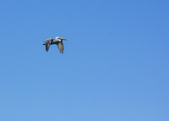 Pelican Flying