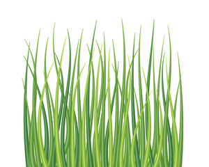 High quality textured grass on white vector illustration. 