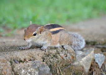 Chipmunk. Sri Lanka
