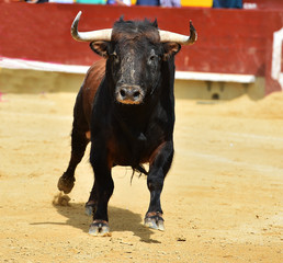 toro