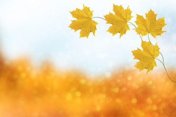 autumn landscape with bright colorful foliage. Indian summer.