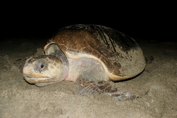 Turtle Golfina in Mexico