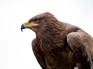 Fototapeta premium Harris hawk portrait (Parabuteo unicinctus) isolated on white background