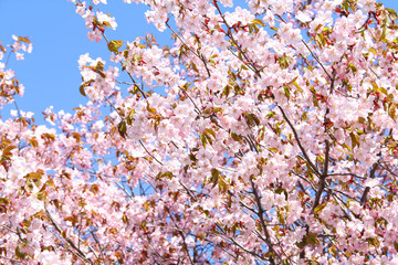 Fototapety  Spring blooming pink cherry