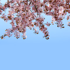 Spring blooming pink cherry