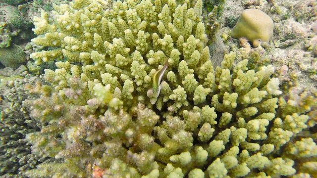 Ocean scenery on shallow coral reef. Underwater video of the ocean. Small fish swim erratically and hidden by algae. Colored corals and fish in the Maldives.
