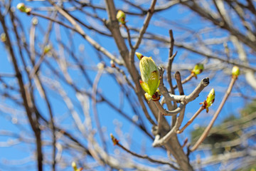 Twig with spring buds