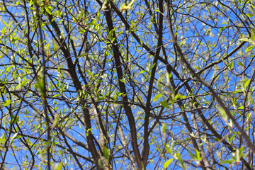 Twigs with spring buds