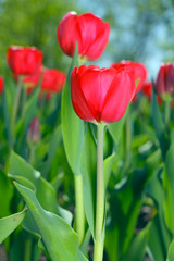 Naklejka premium Red tulips in the garden