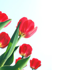 Fototapeta premium Red tulips